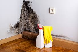 Best Biohazard Mold Removal  in East Brooklyn, CT